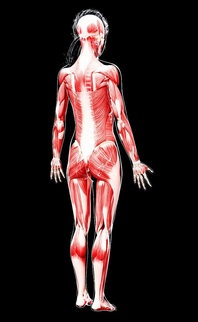 Female musculature,artwork