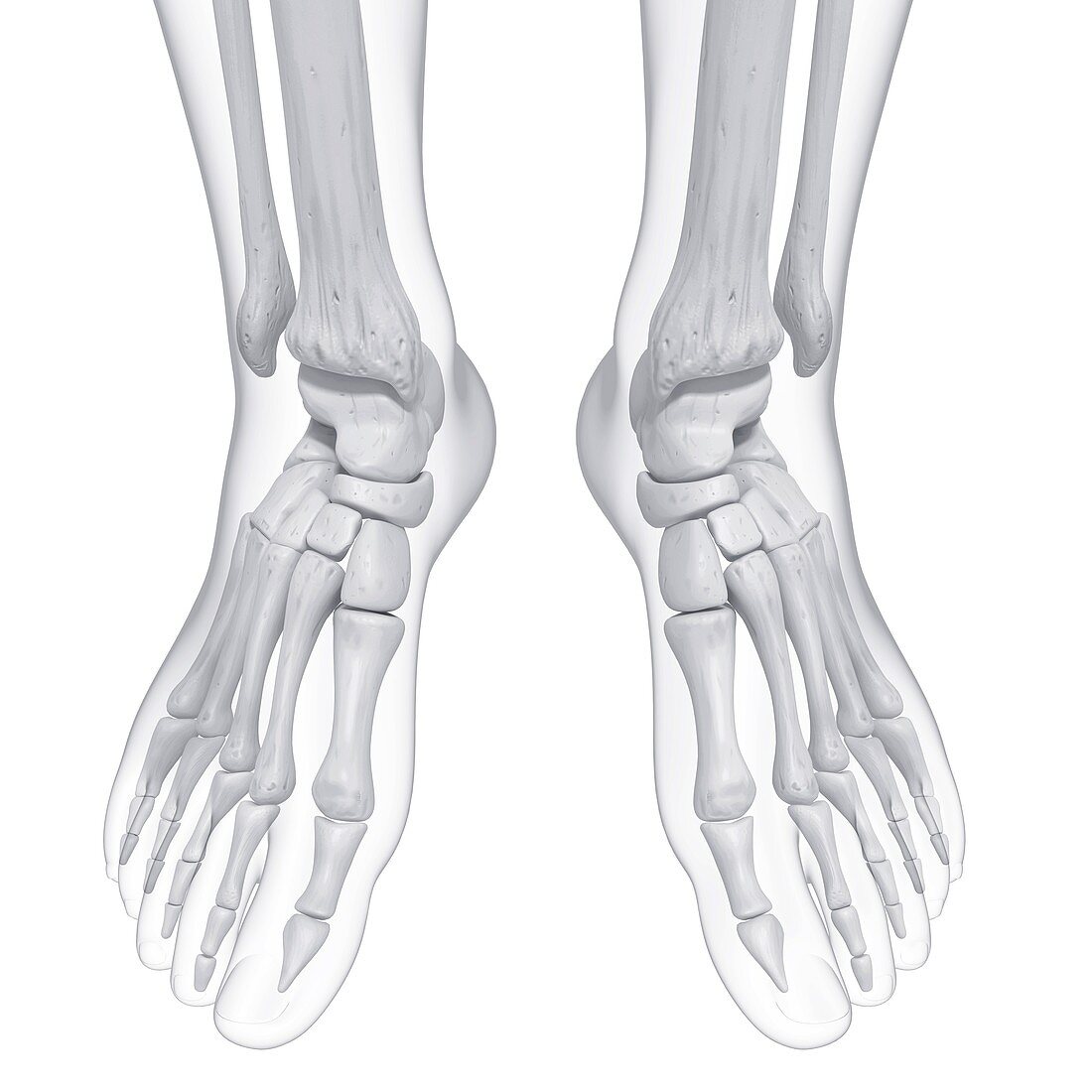 Human foot bones,artwork