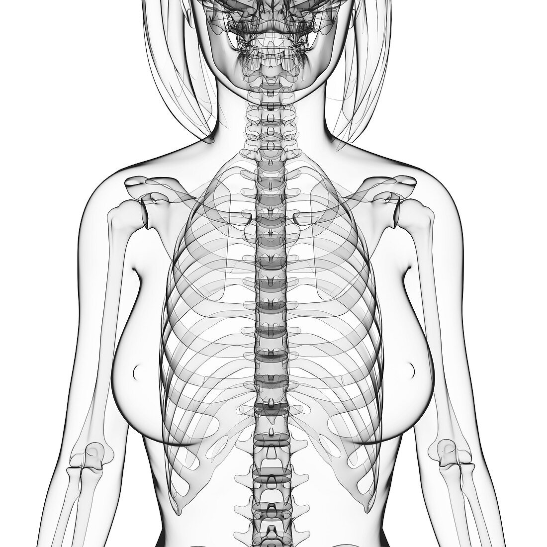 Female skeleton,artwork