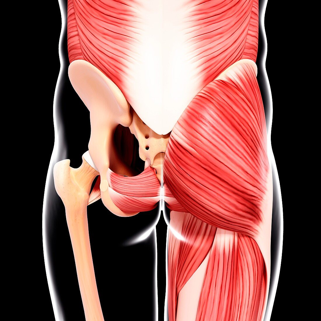 Human hip musculature,artwork