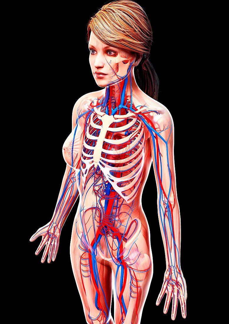 Female cardiovascular system,artwork