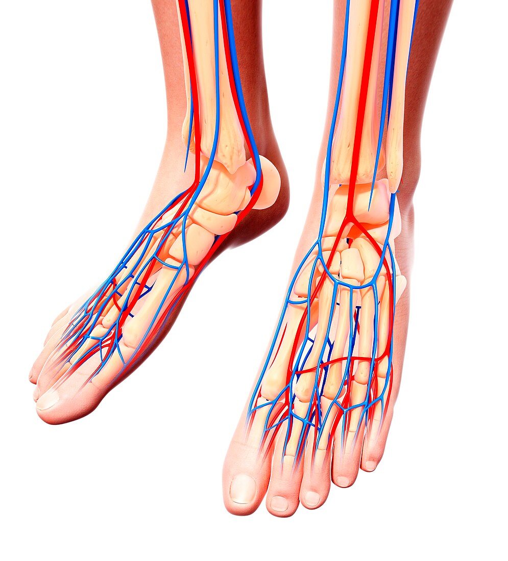 Human foot cardiovascular system,artwork