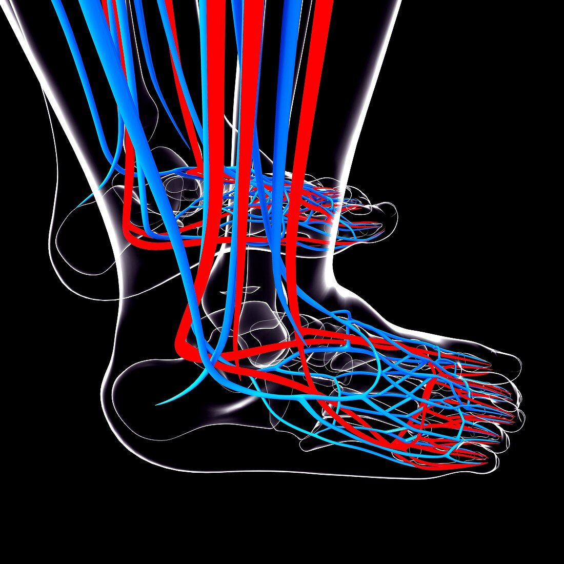 Human foot cardiovascular system,artwork