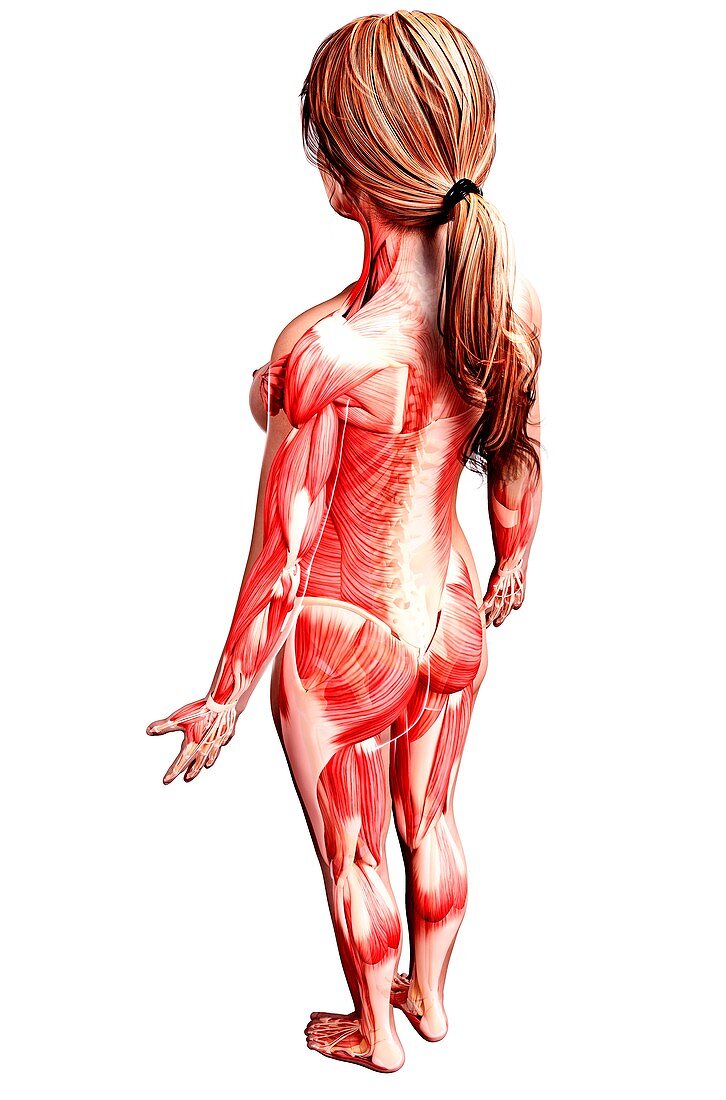 Female musculature,artwork