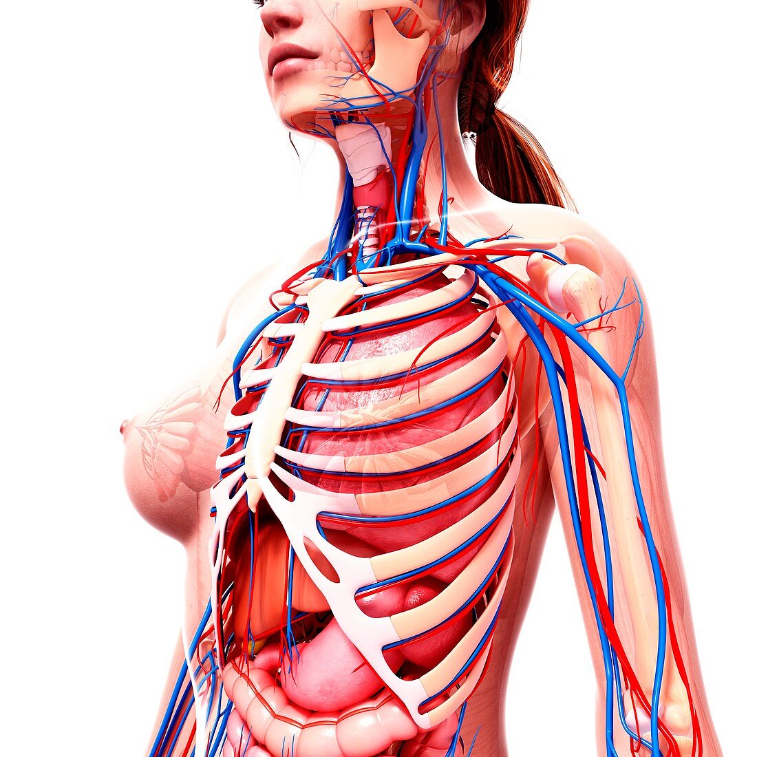 Female anatomy,artwork