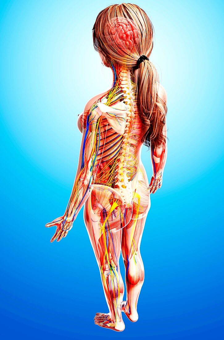 Female anatomy,artwork