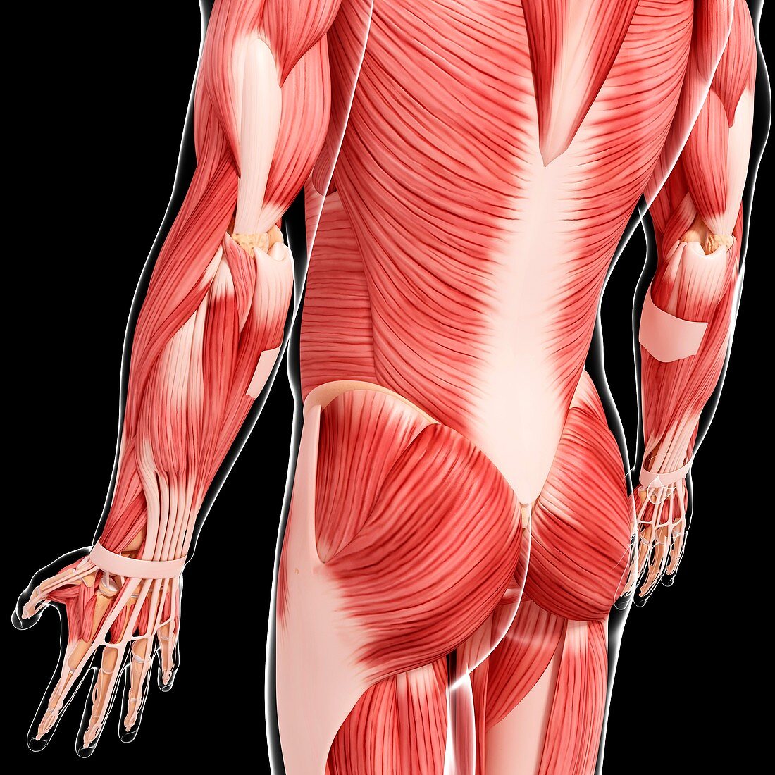 Human musculature,artwork