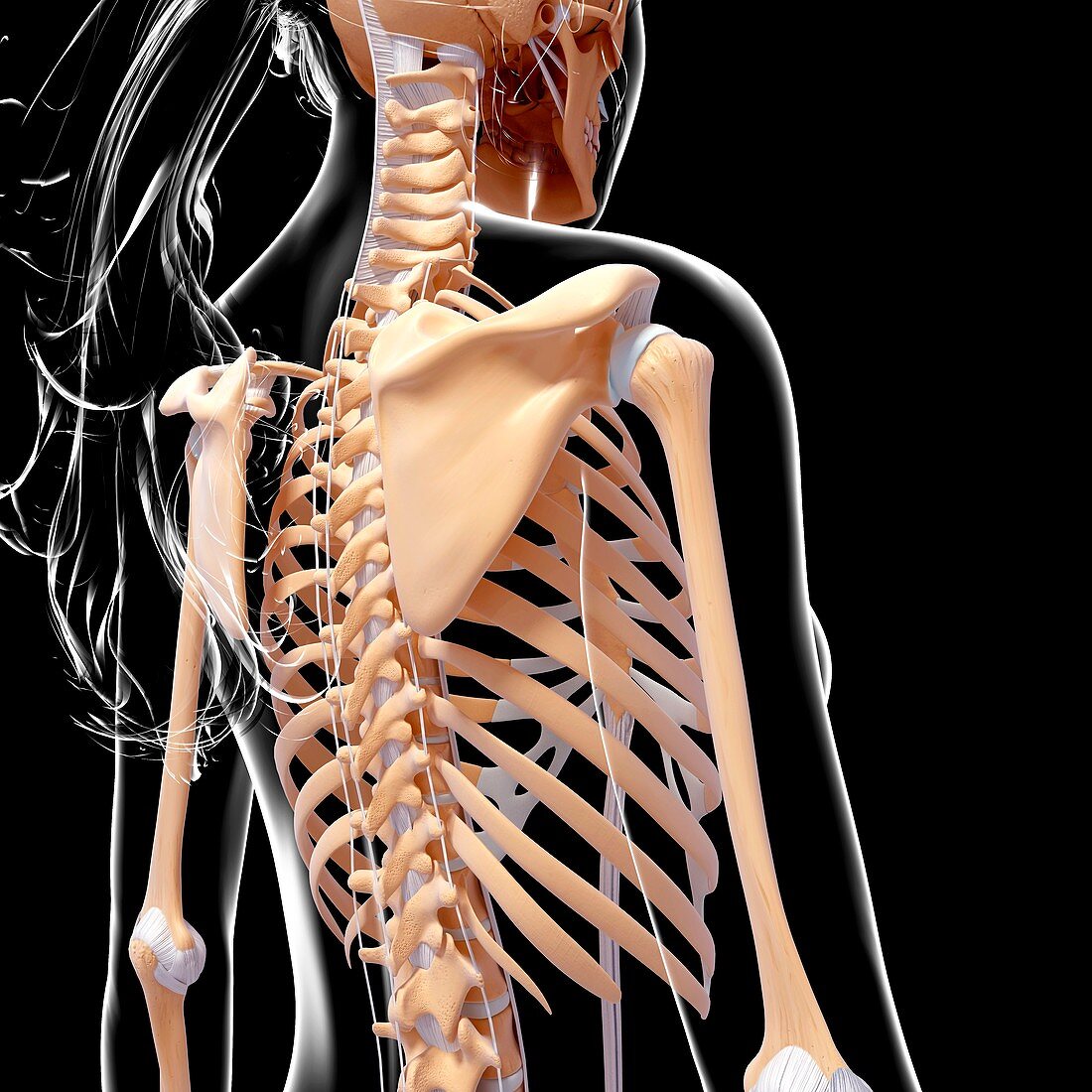 Female skeleton,artwork