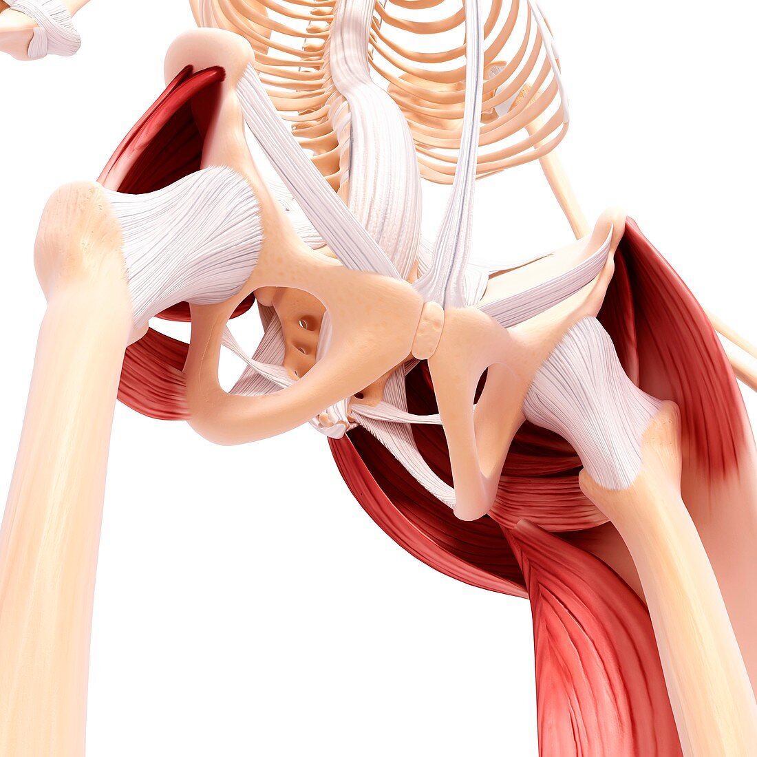 Human hip musculature,artwork