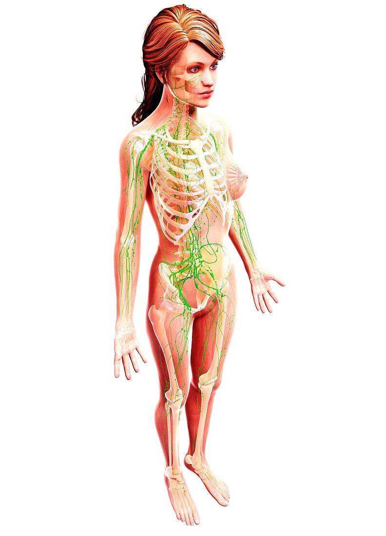 Female lymphatic system,artwork