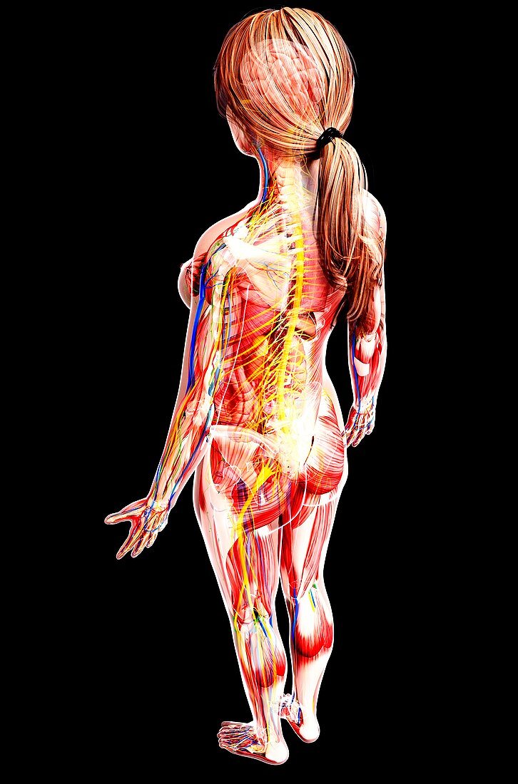 Female anatomy,artwork