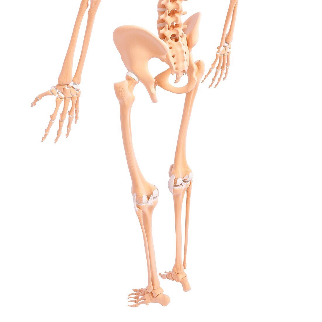 Human skeleton,artwork