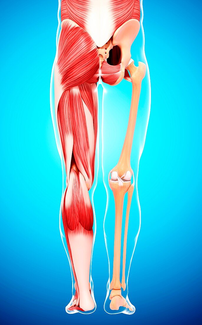 Human leg musculature,artwork