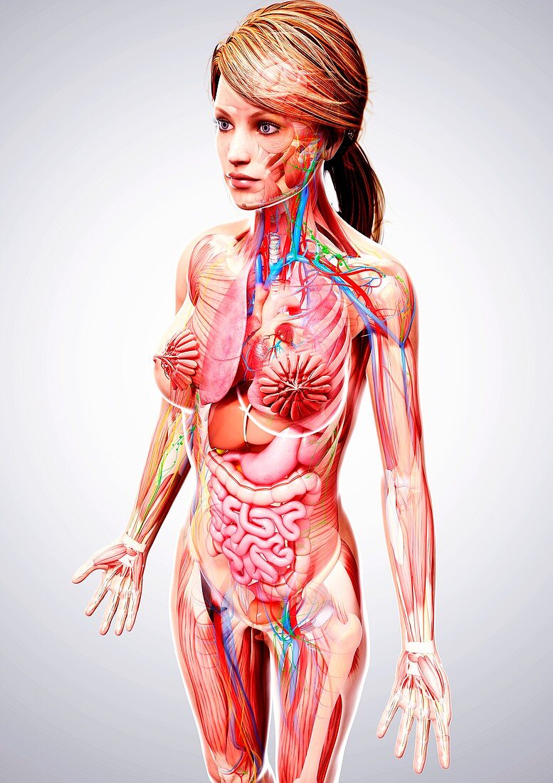 Female anatomy,artwork