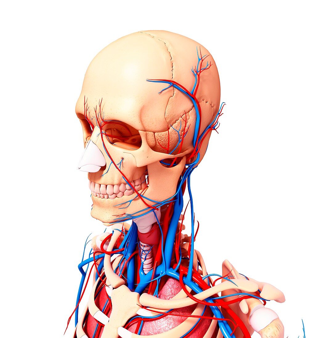 Human anatomy,artwork