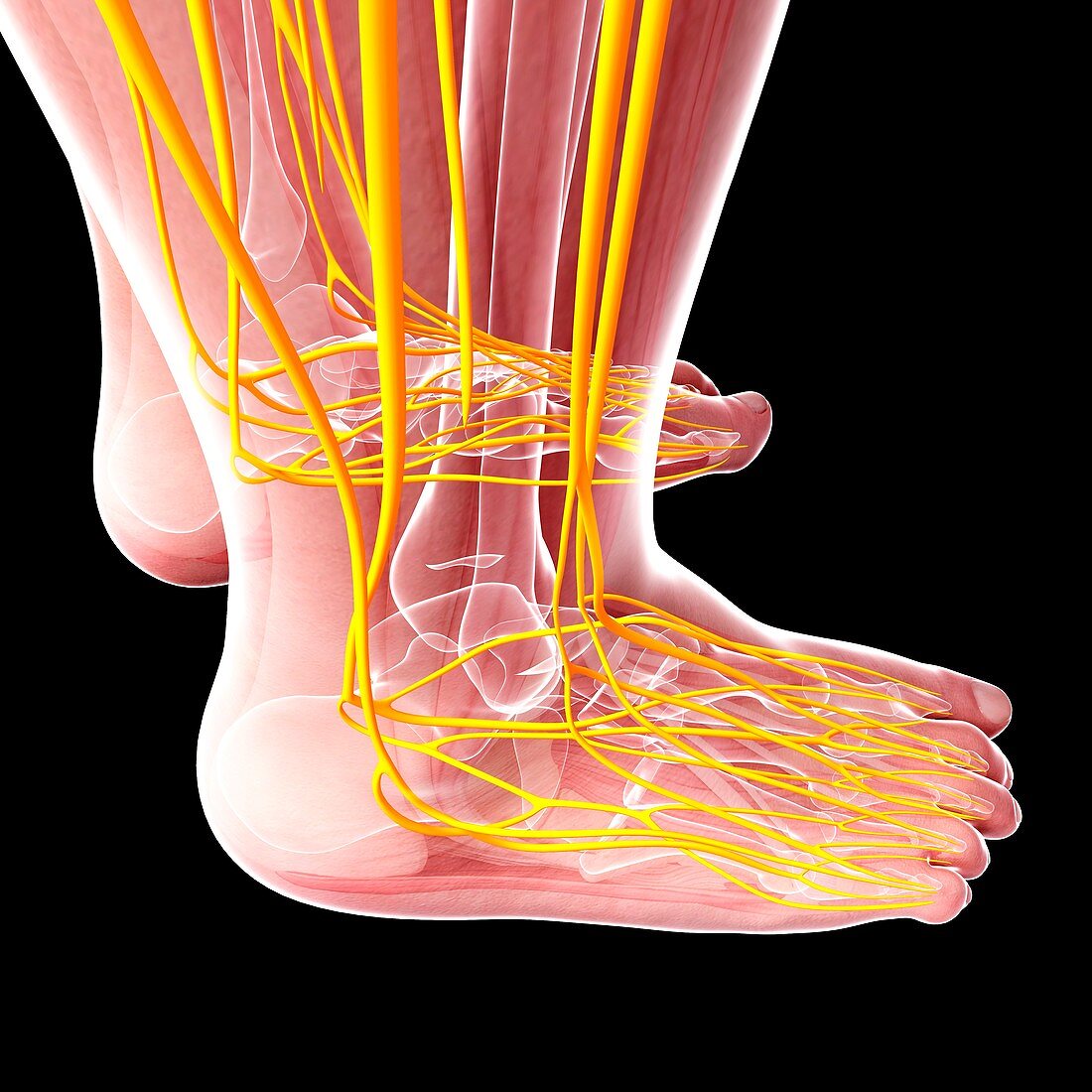 Human foot nervous system,artwork