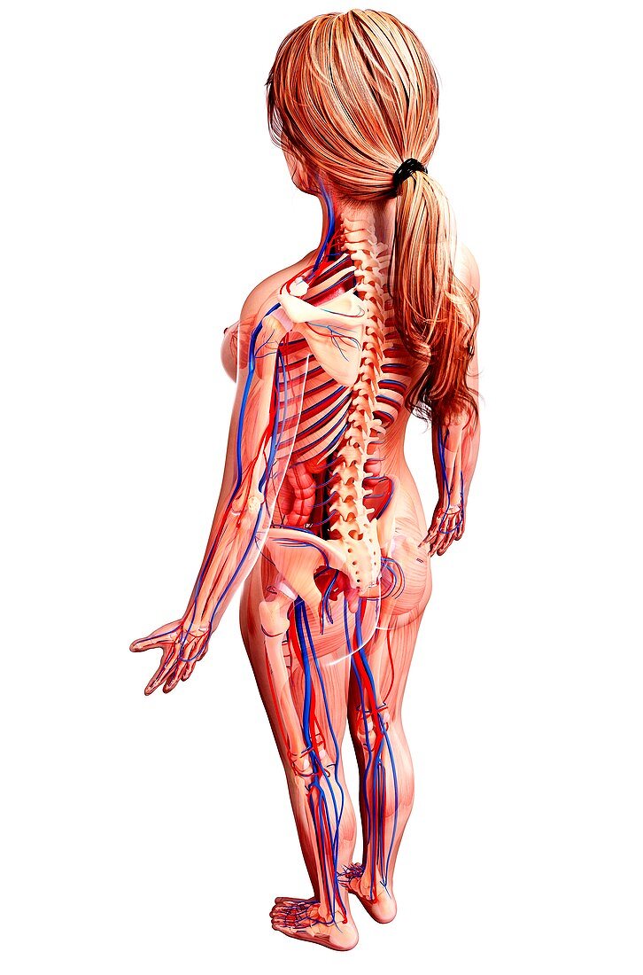 Female anatomy,artwork