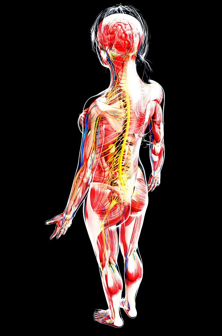 Female anatomy,artwork