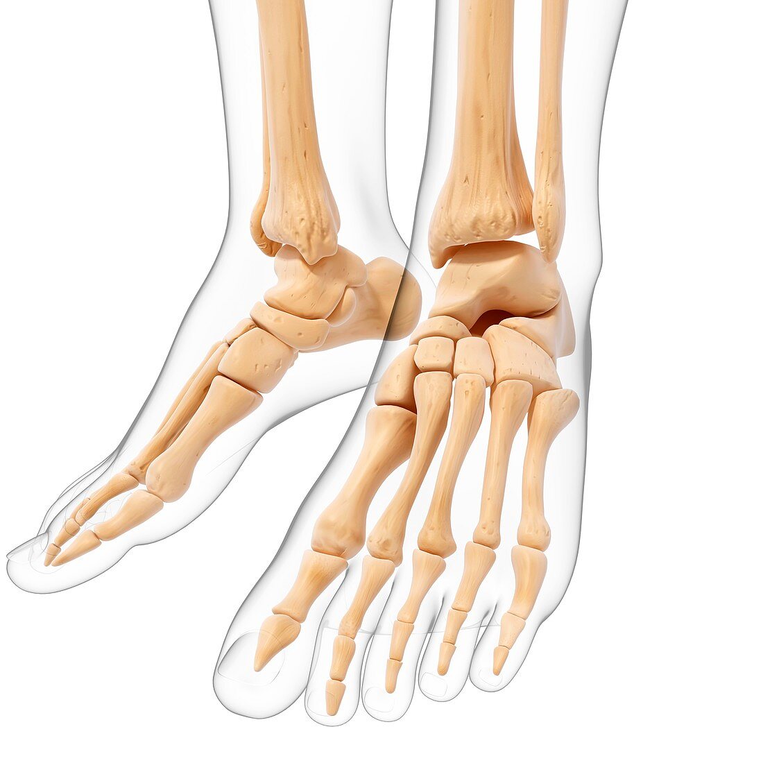 Human foot bones,artwork