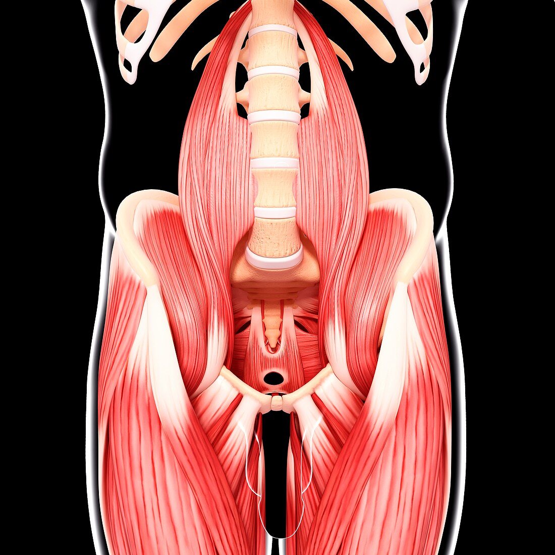 Human musculature,artwork