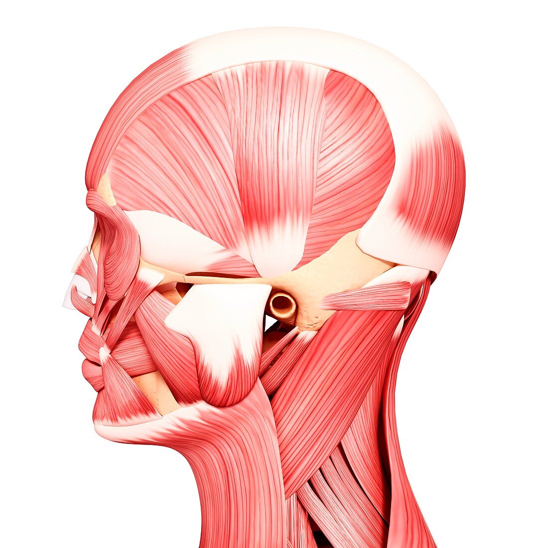 Human head musculature,artwork