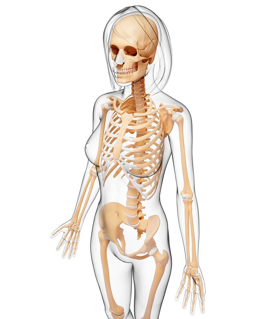 Female skeleton,artwork