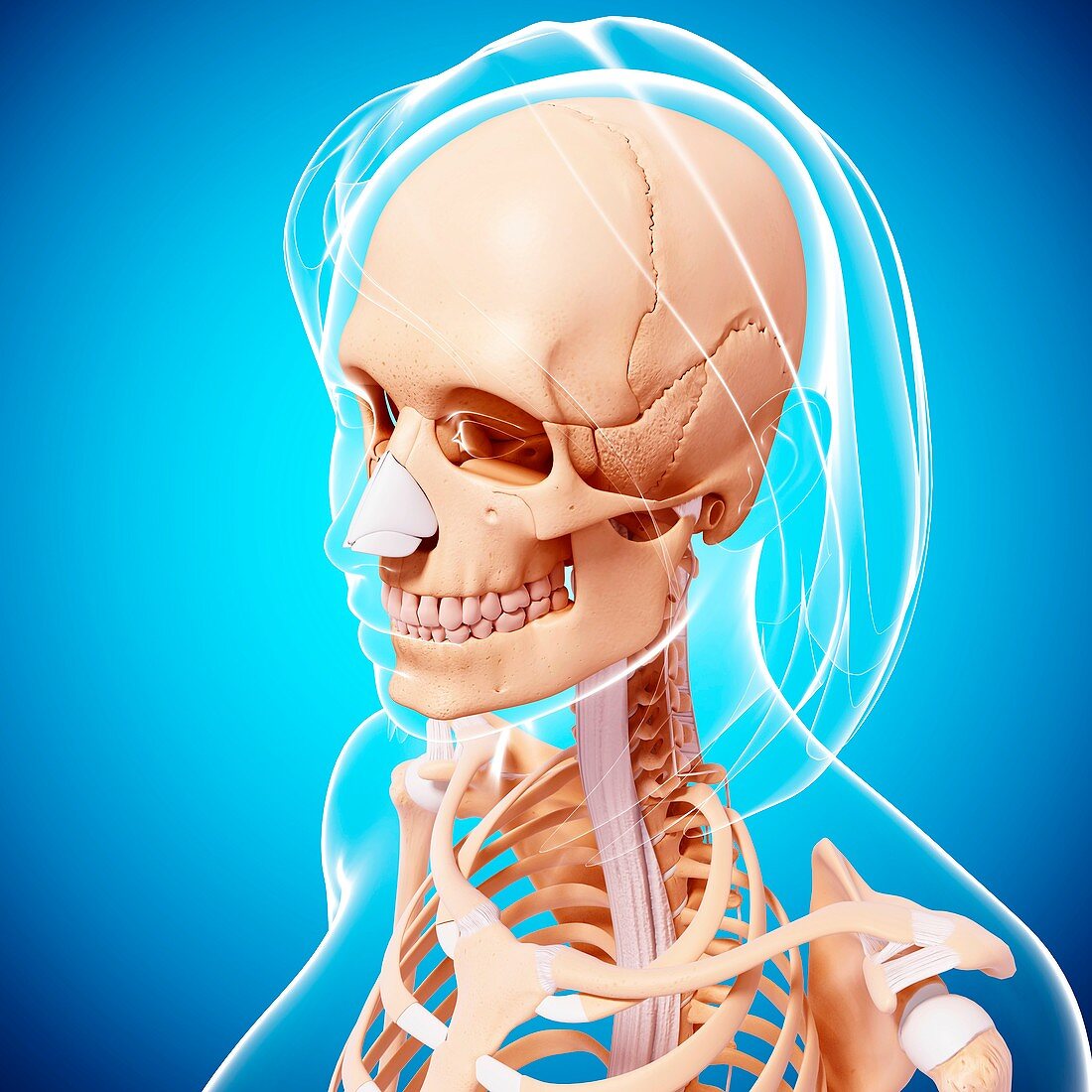 Female skeleton,artwork