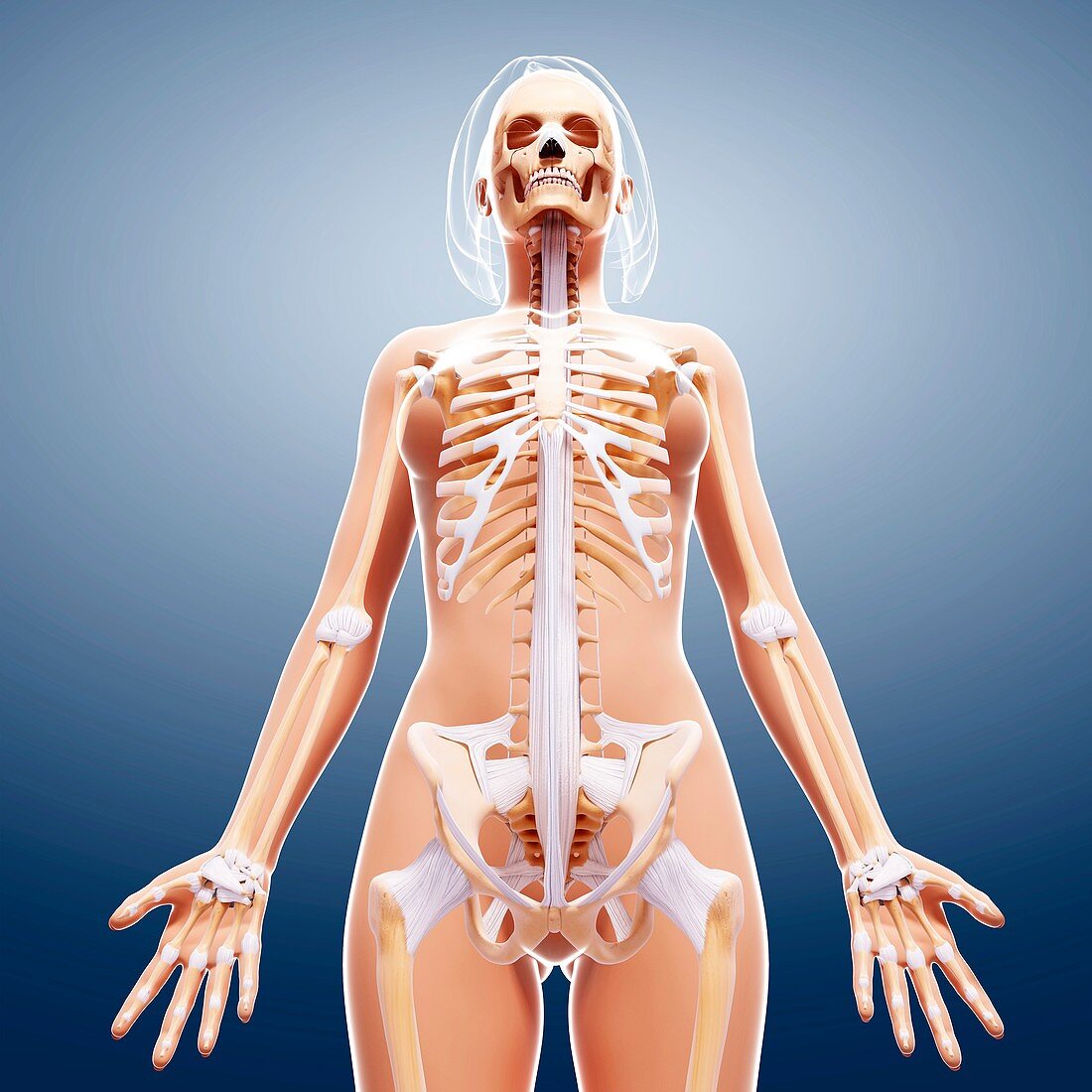 Female skeleton,artwork