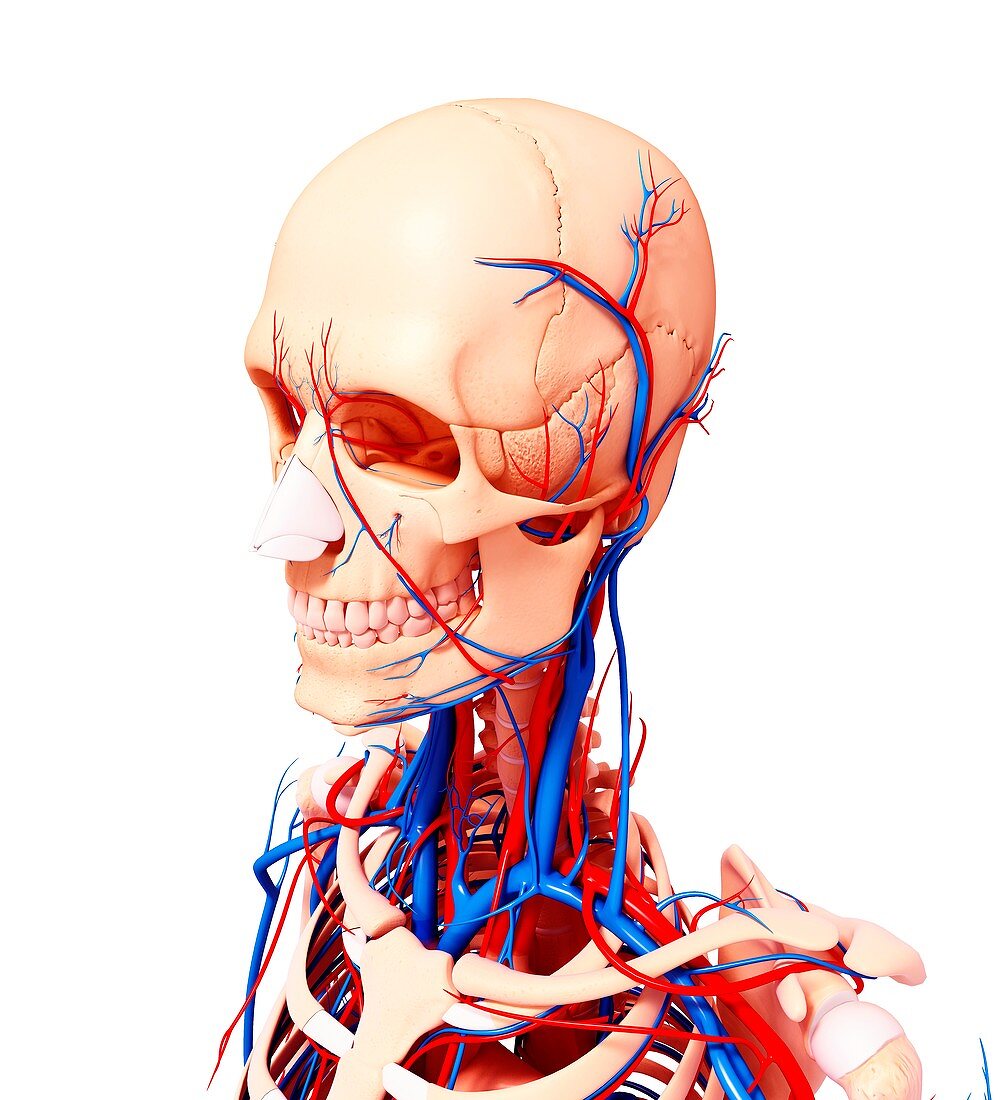 Human cardiovascular system,artwork