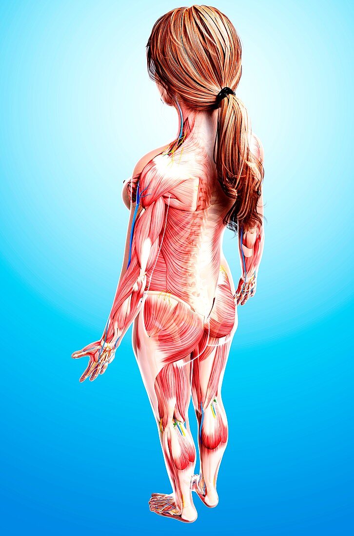 Female anatomy,artwork