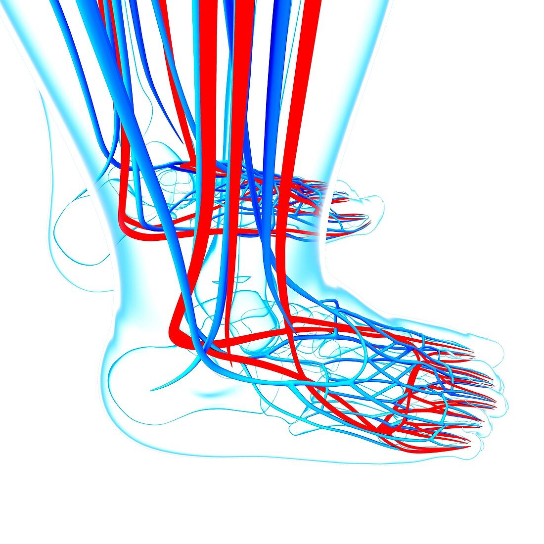 Human foot cardiovascular system,artwork