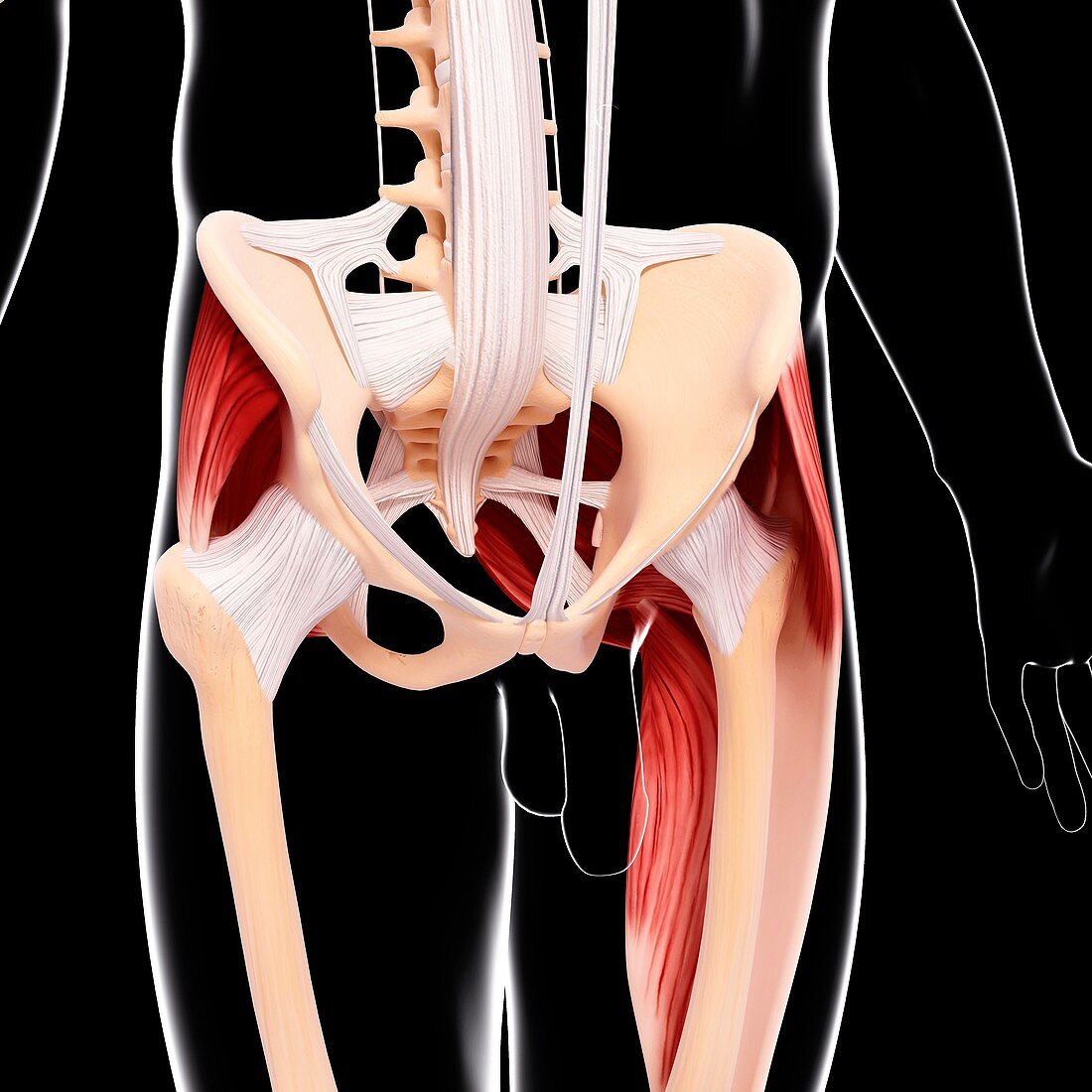 Human hip musculature,artwork