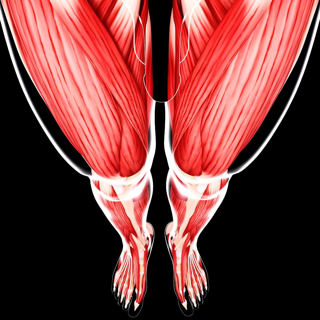 Human leg musculature,artwork