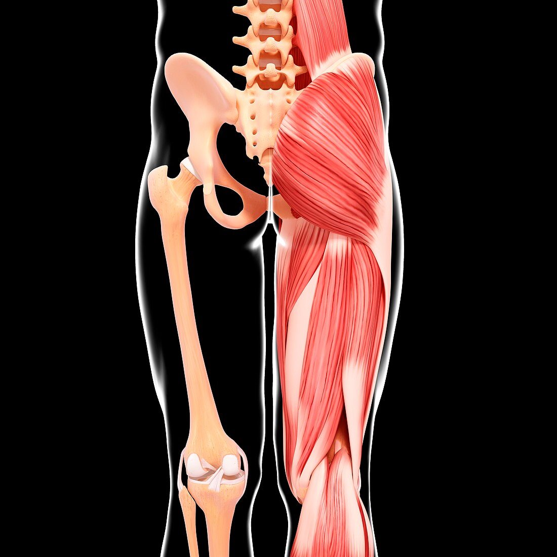 Human leg musculature,artwork