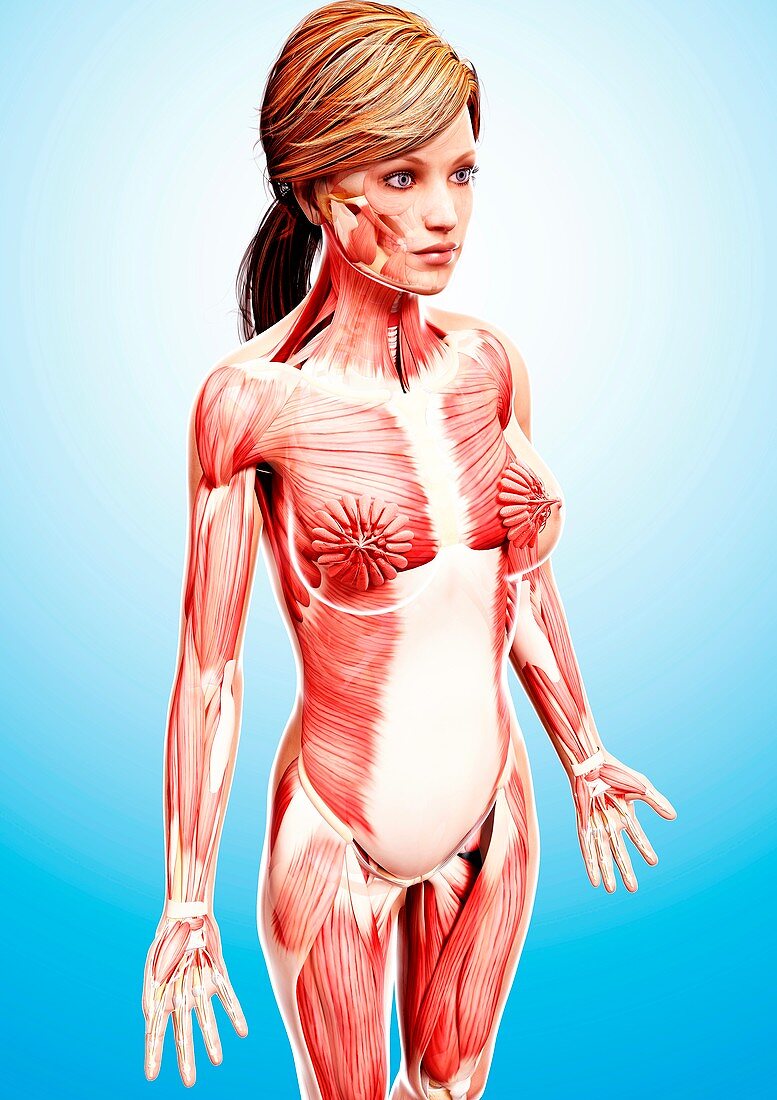 Female musculature,artwork