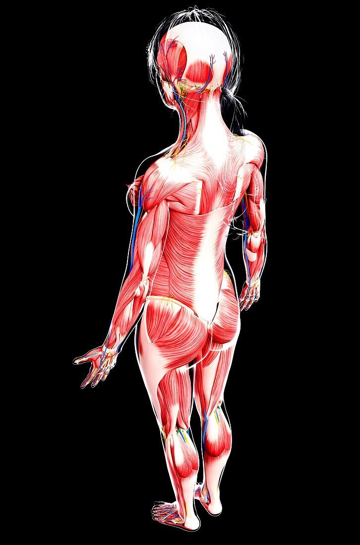 Female musculature,artwork