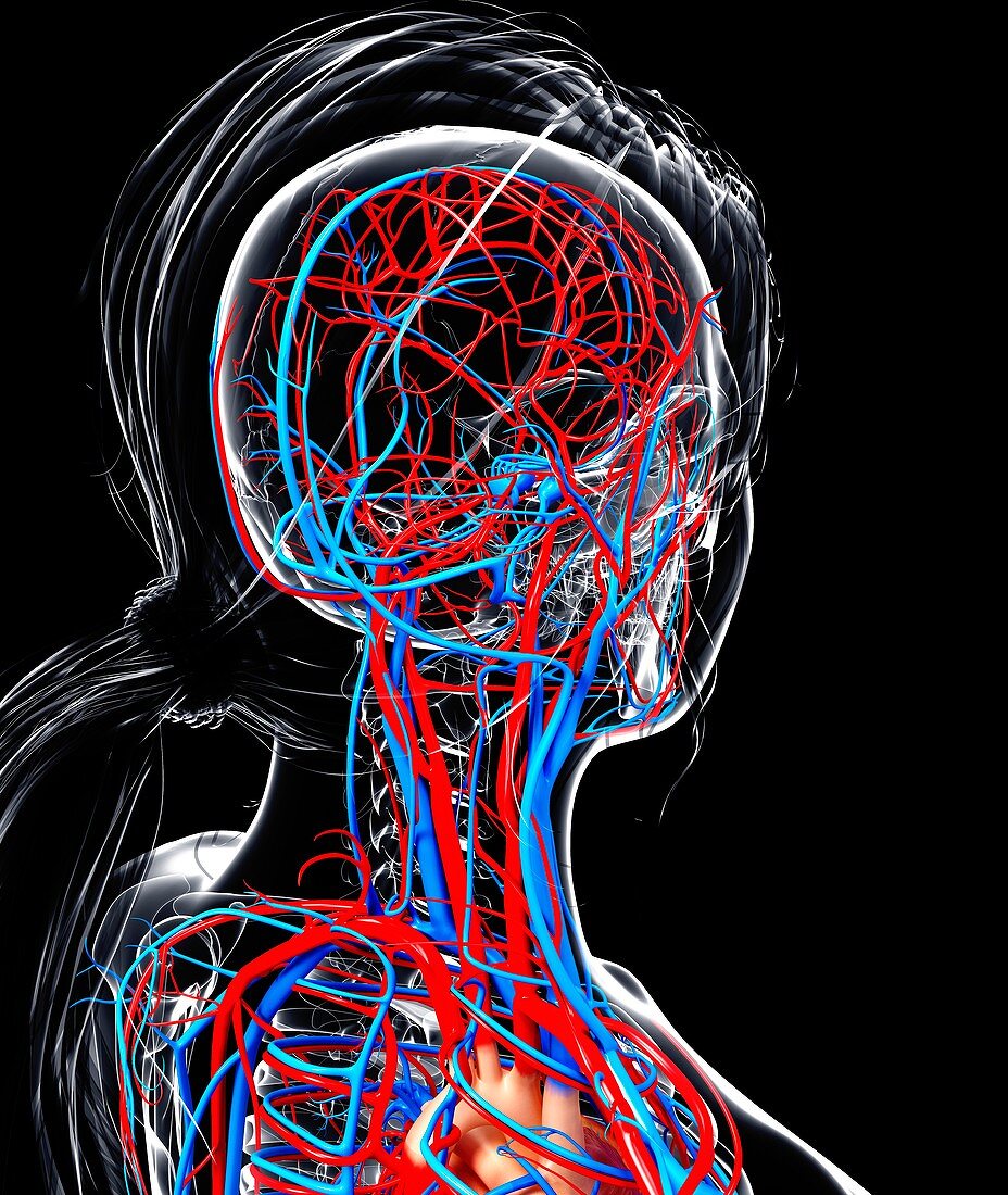 Female cardiovascular system,artwork