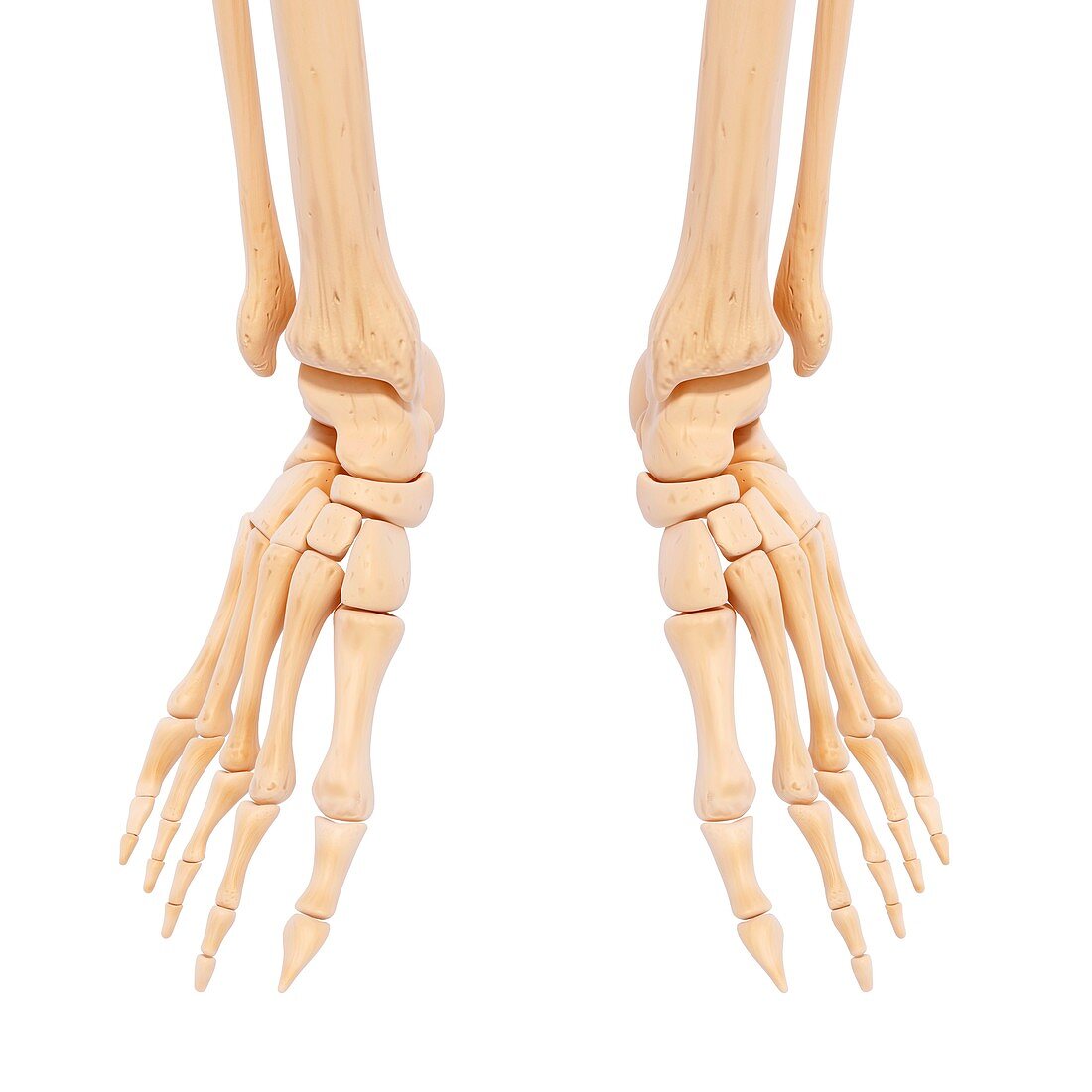 Human foot bones,artwork