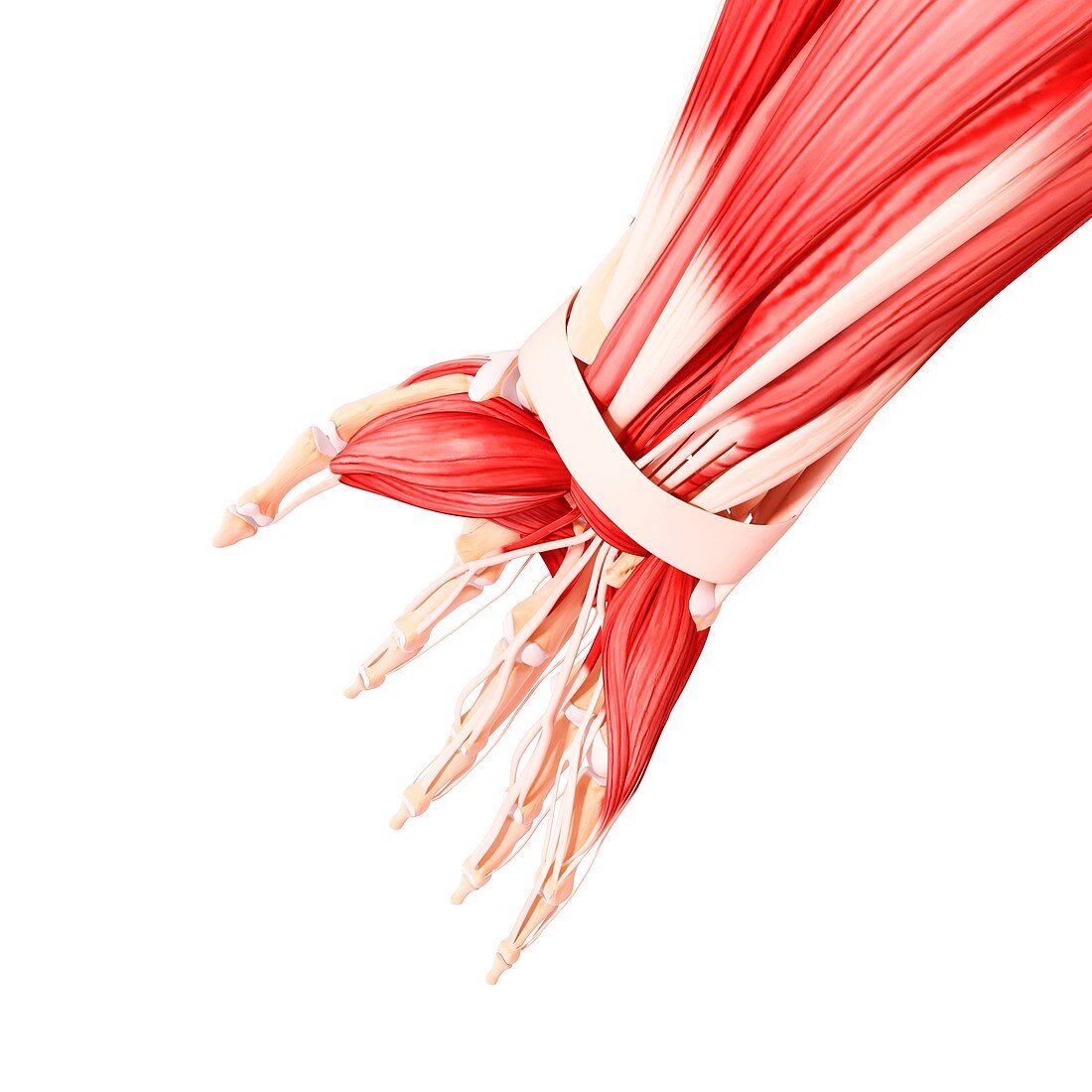 Human hand musculature,artwork