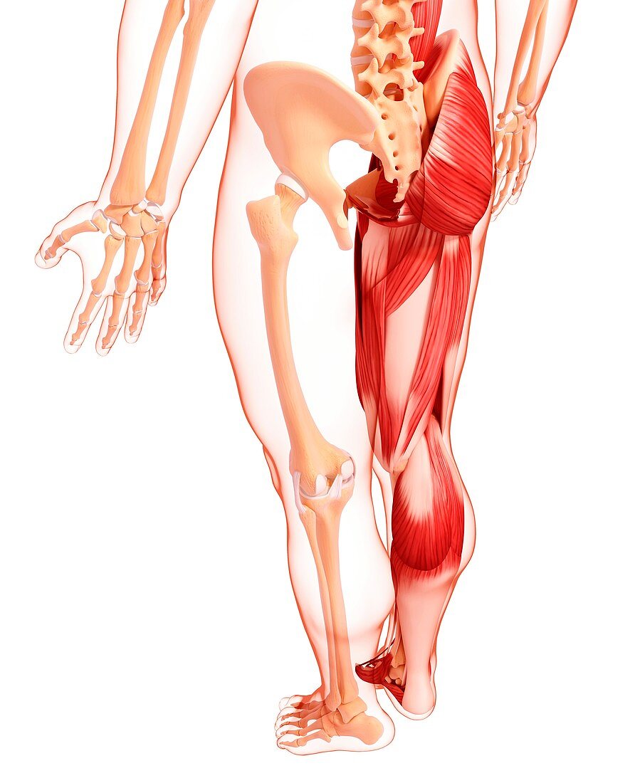 Human leg musculature,artwork