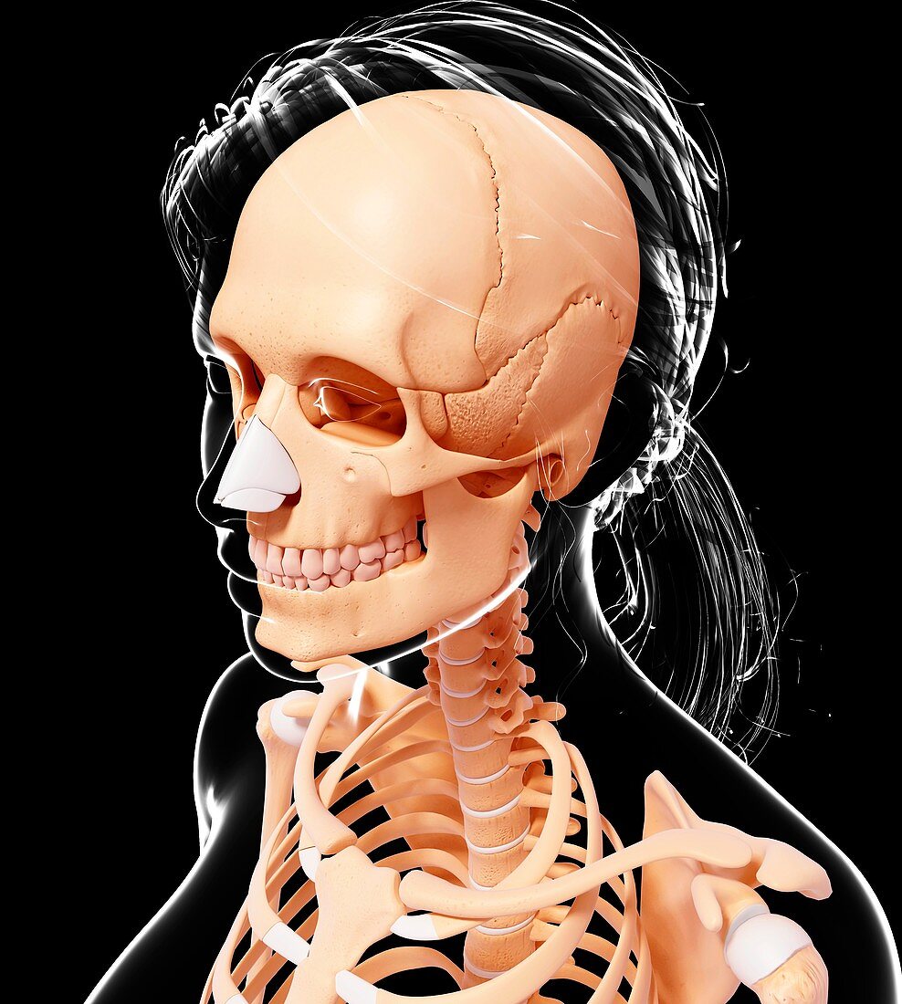 Female skeleton,artwork