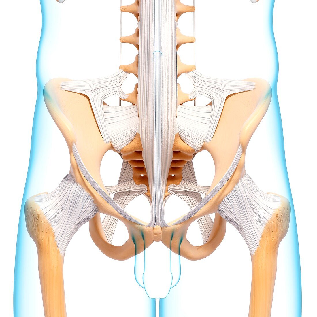 Human pelvic bones,artwork