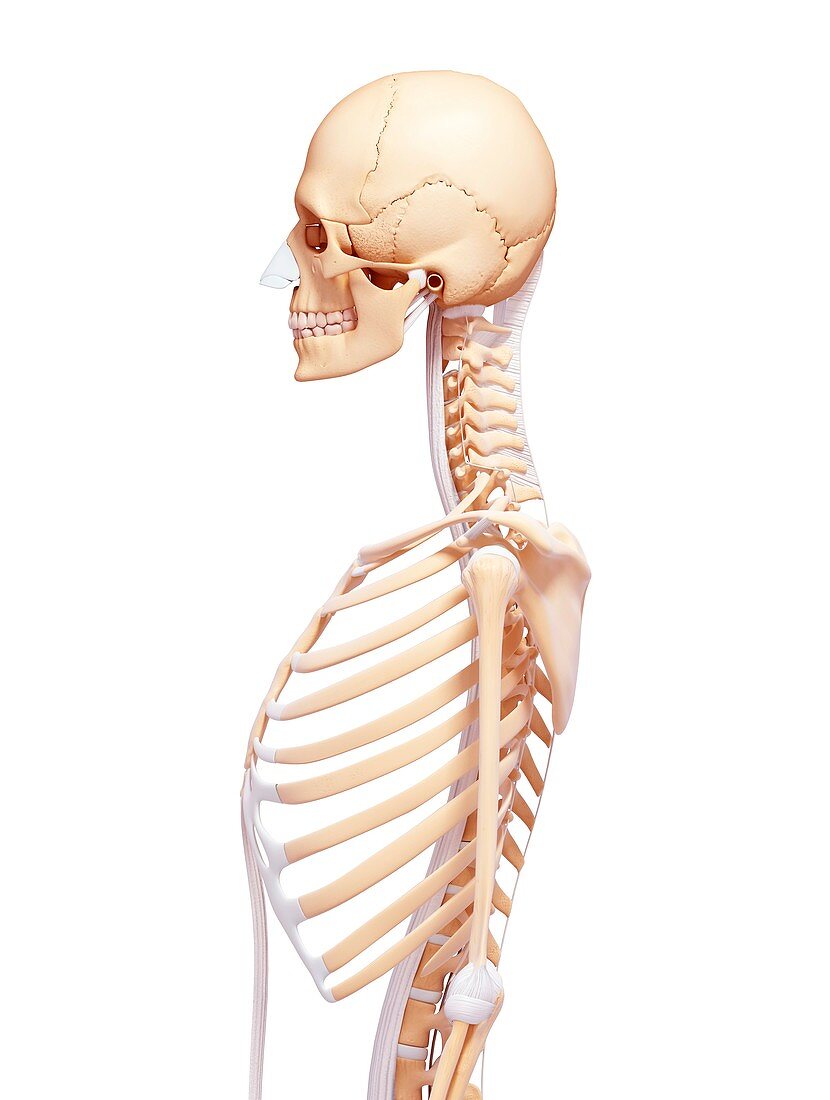 Human skeleton,artwork