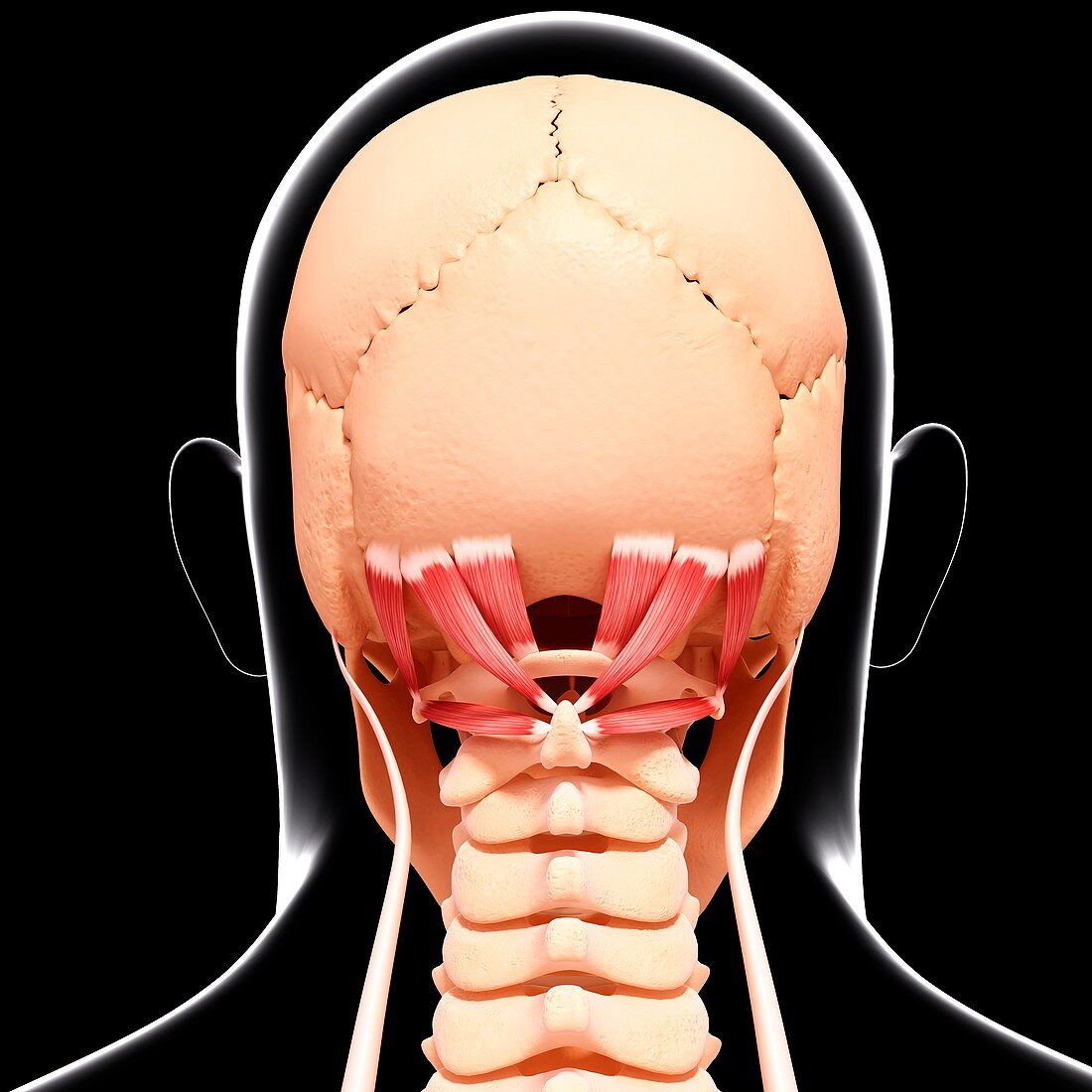 Human neck musculature,artwork