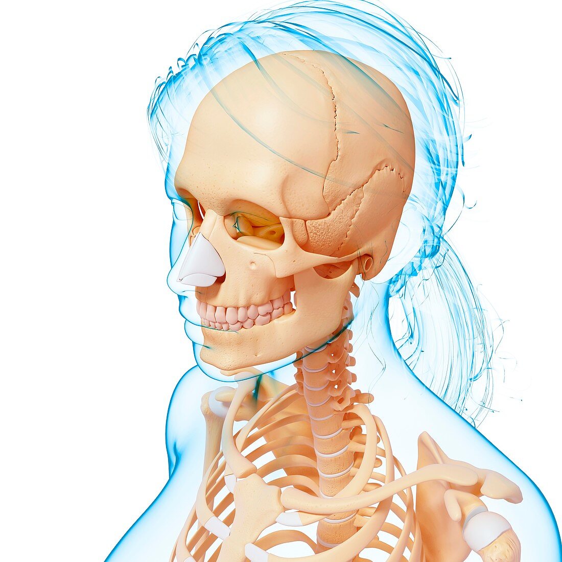 Female skeleton,artwork