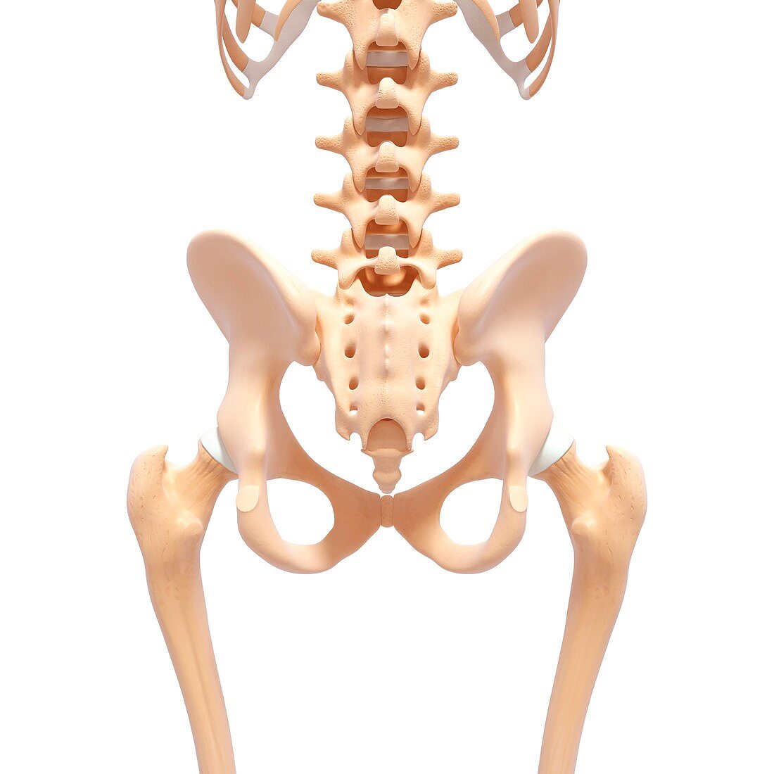 Human pelvic bones,artwork