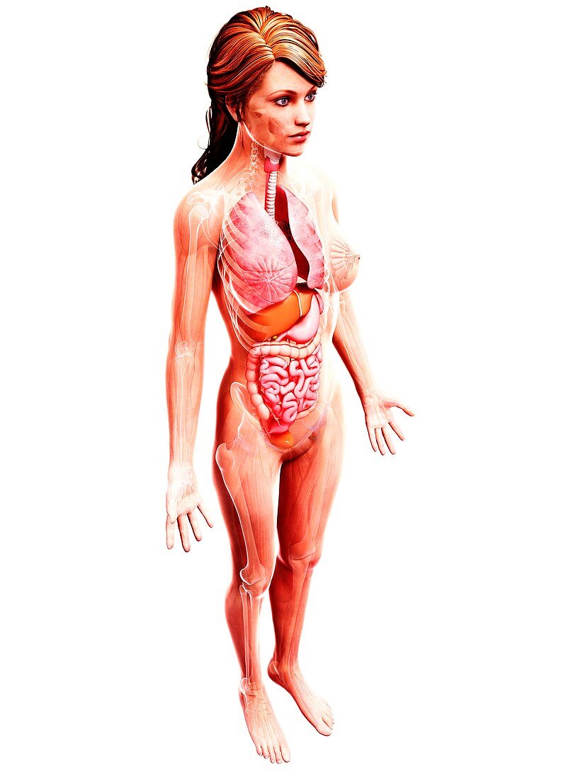 Female anatomy,artwork