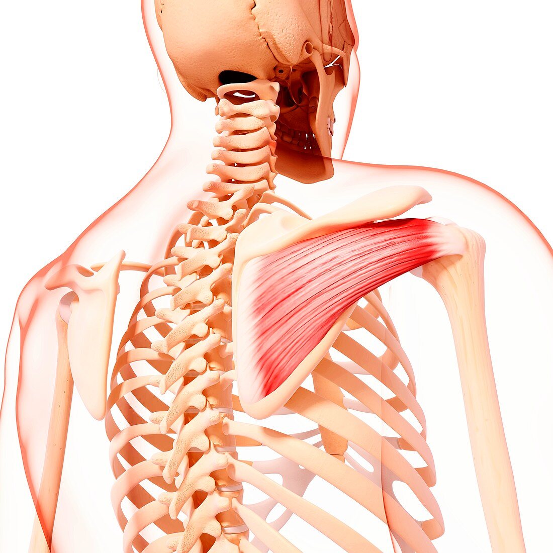 Human shoulder musculature,artwork