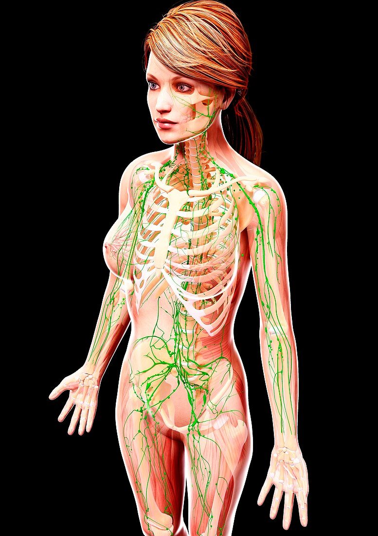 Female lymphatic system,artwork