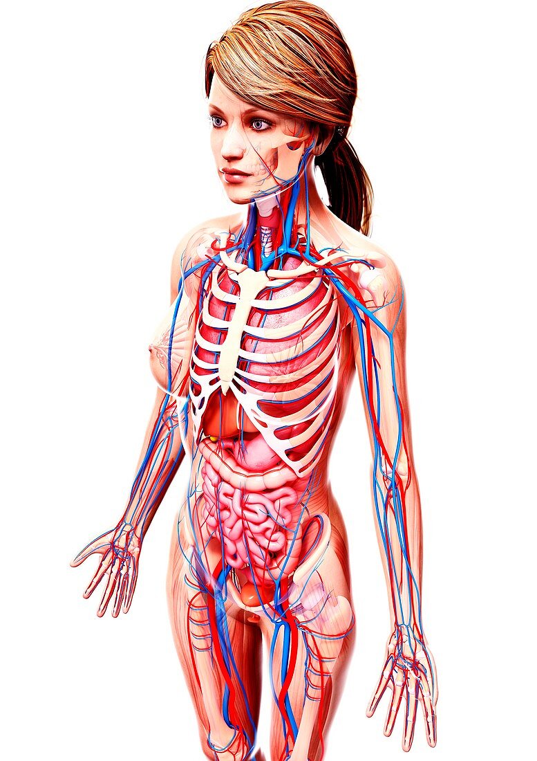 Female anatomy,artwork